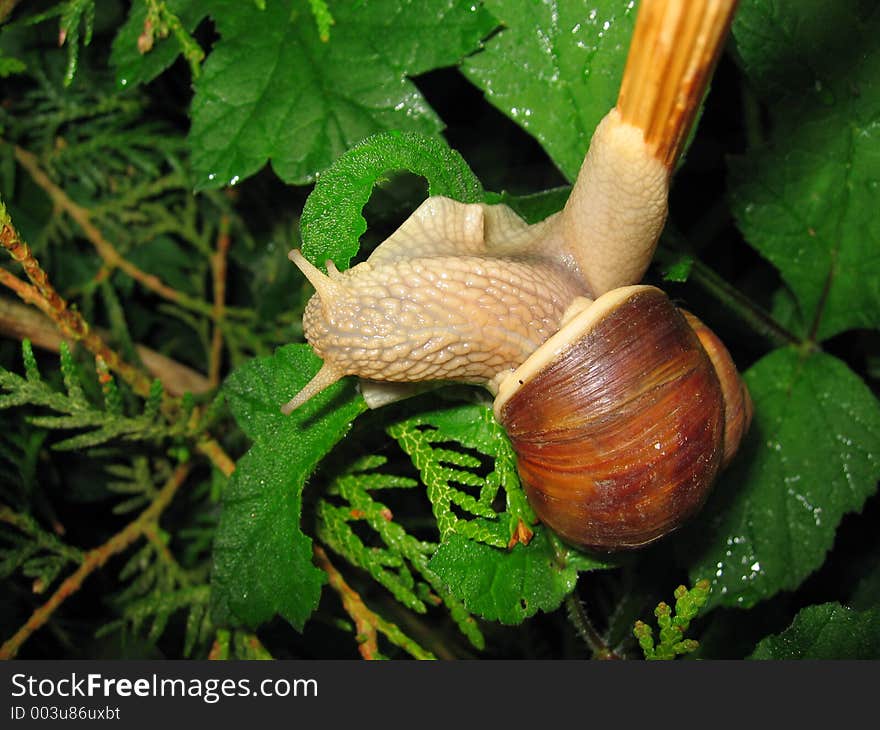 Close-up of a snail climbing on the branch