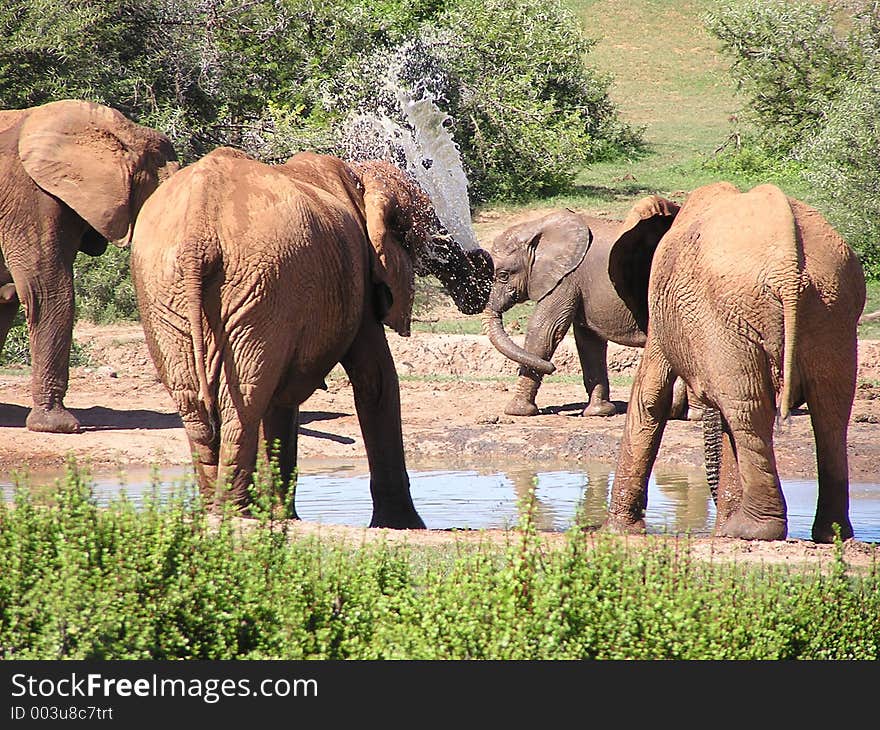 Elephants Playing At Waterhole