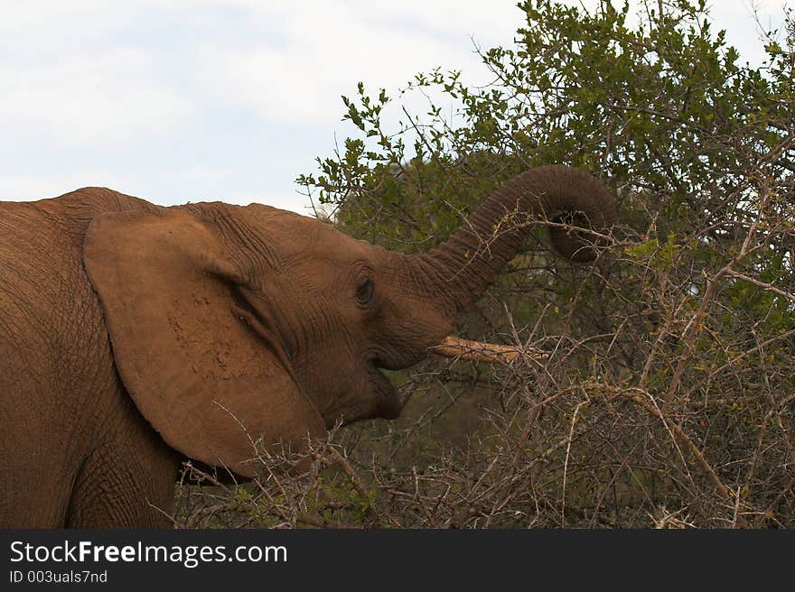 African Elephant feeding