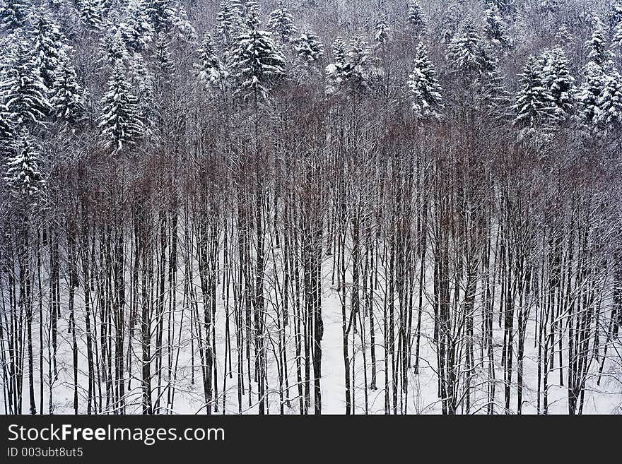 Late Winter Forest