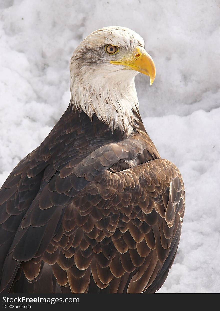 American white eagle, winter