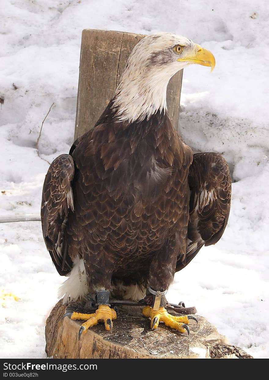 American white eagle. American white eagle