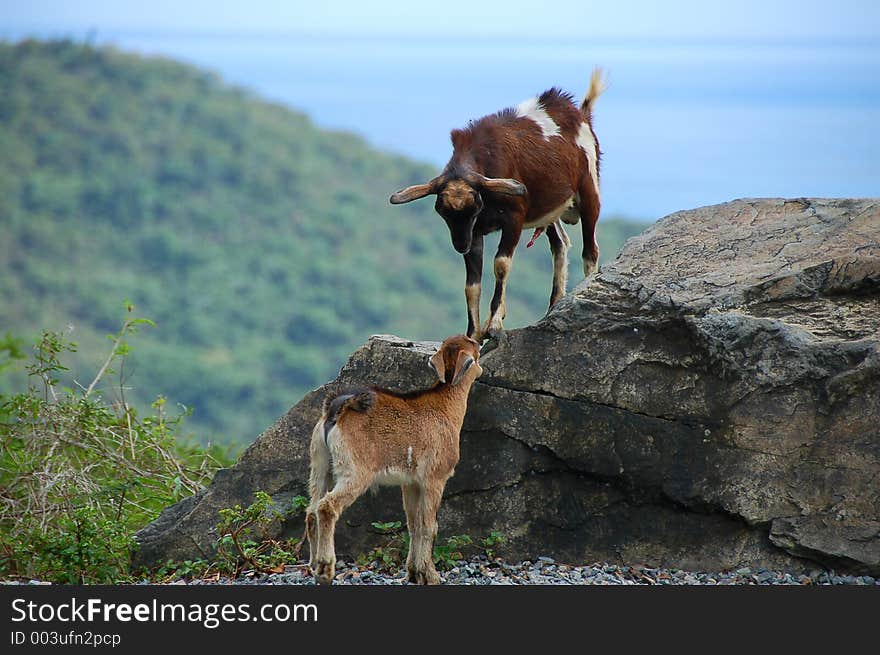 Goat Battle