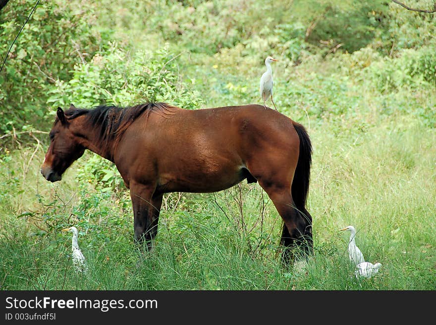 Horse And Egret