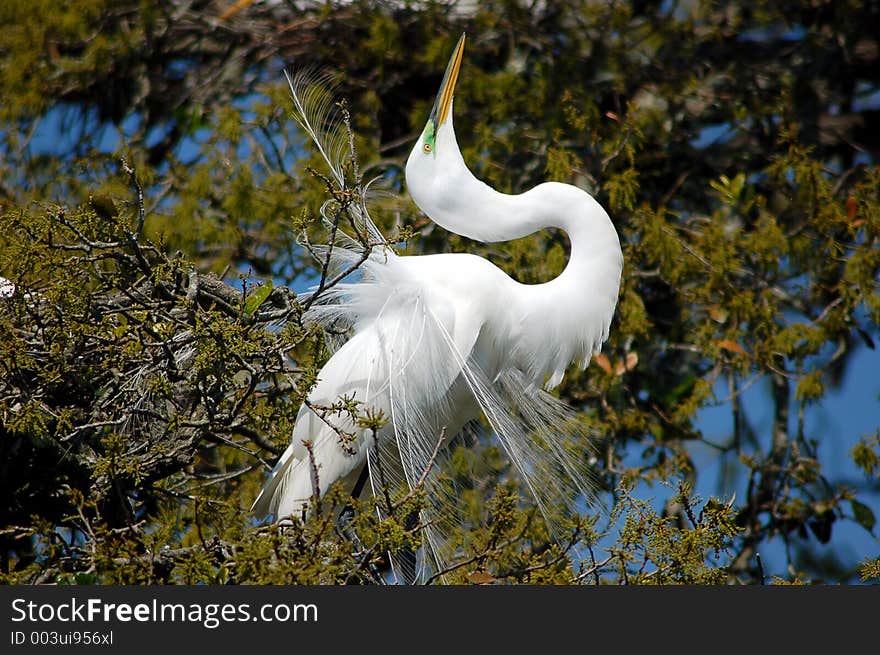 Common Egret