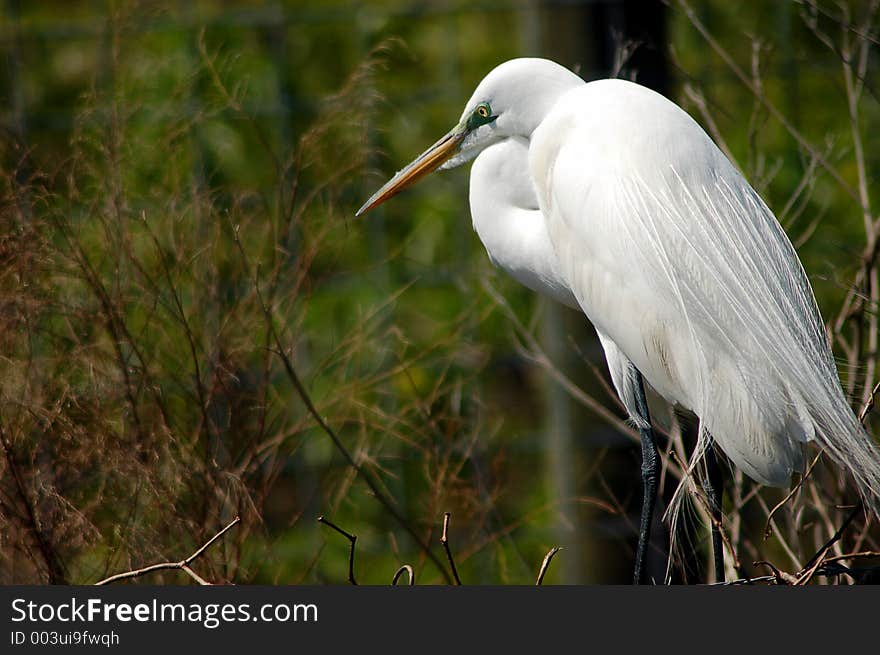 Common egret in profile