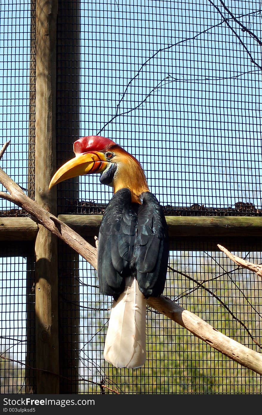 Hornbill