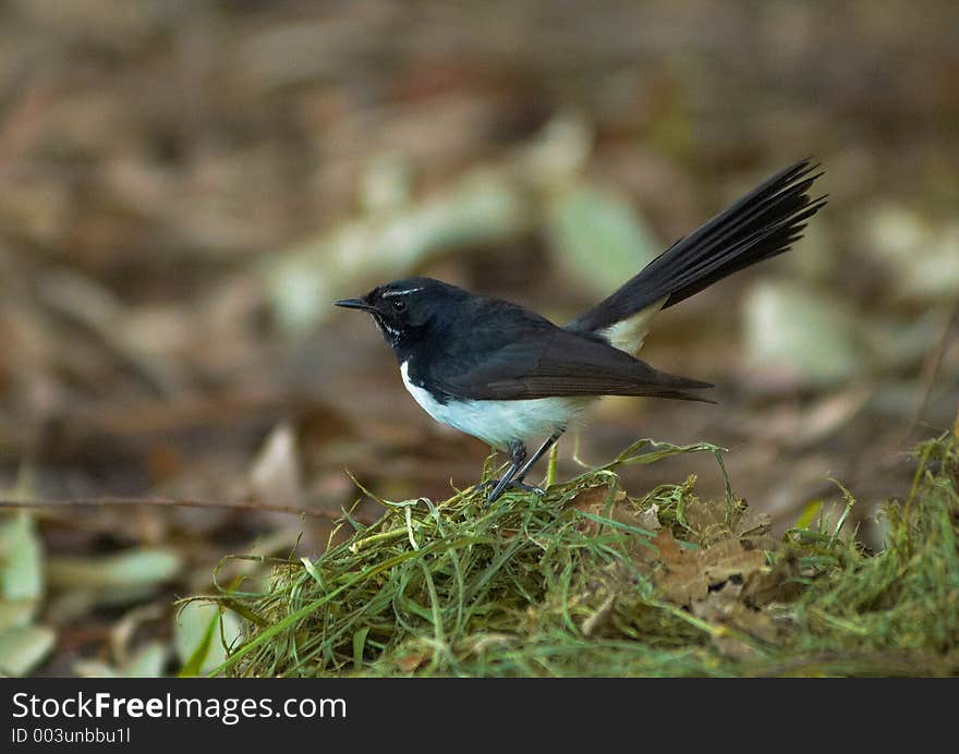 Black and white bird on a pile of grass. Black and white bird on a pile of grass