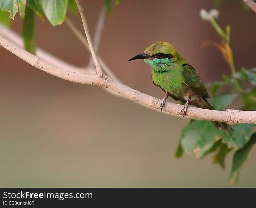 Small bird on a branch