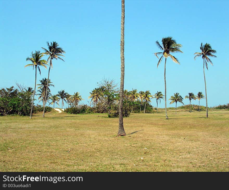 Coconuts landscape