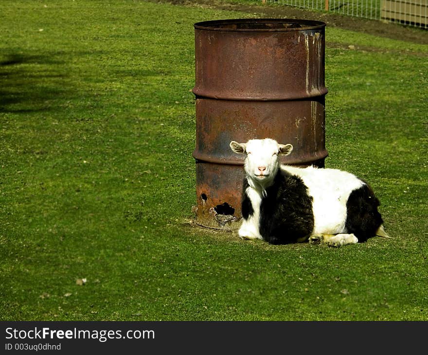 Goat laying all alone in field by old rusty burn barrel. Goat laying all alone in field by old rusty burn barrel