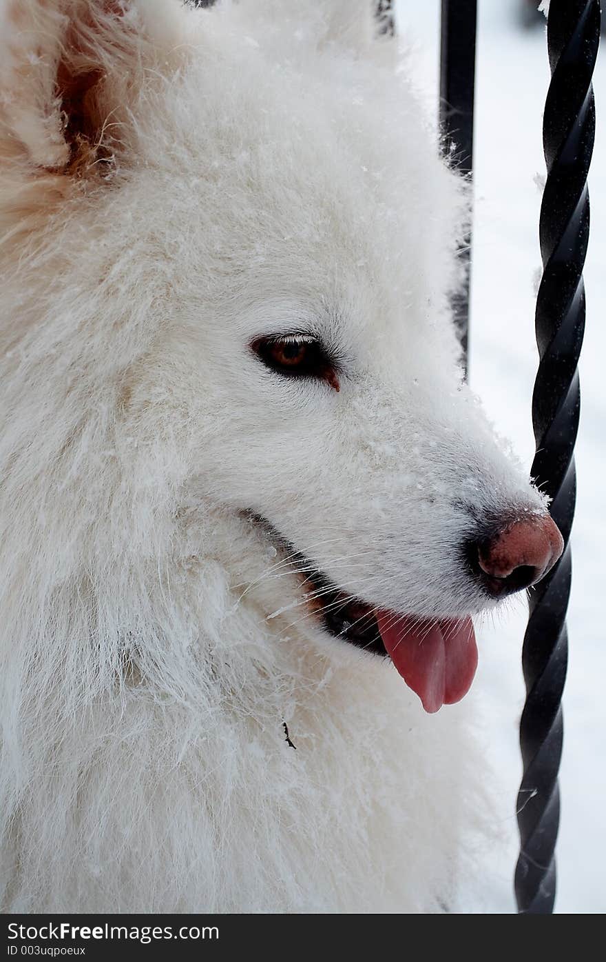 Portrait of samoed's dog. Portrait of samoed's dog