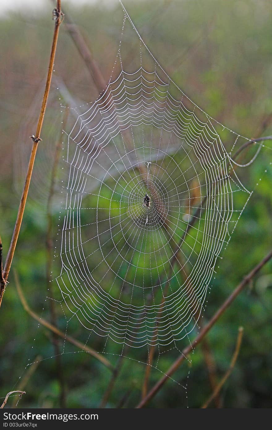 Spider web