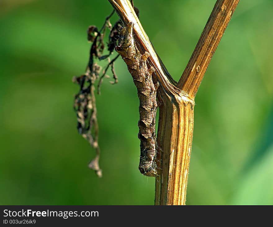 Caterpillar Of The Butterfly Of Family Noctidae.