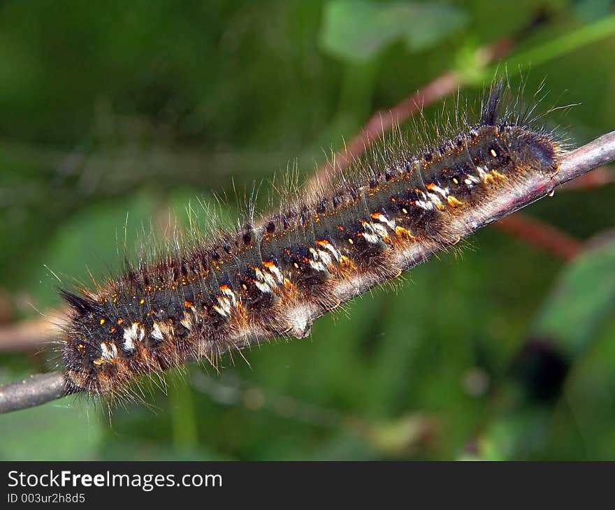 Caterpillar of butterfly Euthrix potatoria.