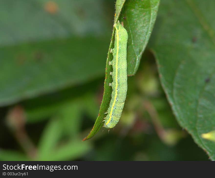 Caterpillar of the butterfly of family Noctidae.