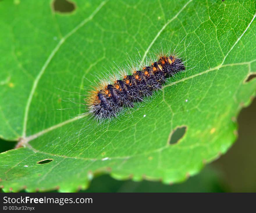 A caterpillar of the butterfly of family Arctiidae (it is possible Epicallia villica). Length of a body about 25 mm. The photo is made in Moscow areas (Russia). Original date/time: 2004:08:19 10:28:24. A caterpillar of the butterfly of family Arctiidae (it is possible Epicallia villica). Length of a body about 25 mm. The photo is made in Moscow areas (Russia). Original date/time: 2004:08:19 10:28:24.