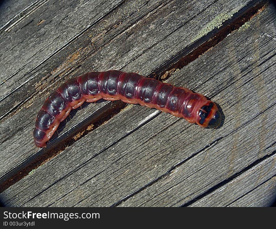 Caterpillar of butterfly Cossus cossus.