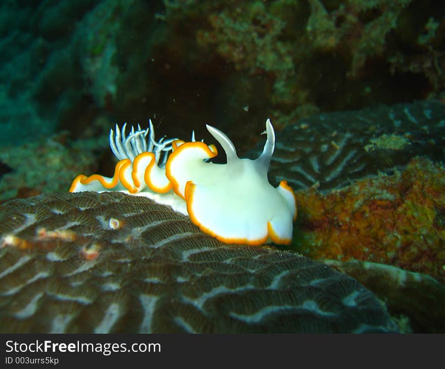 White nudibranch on a coral