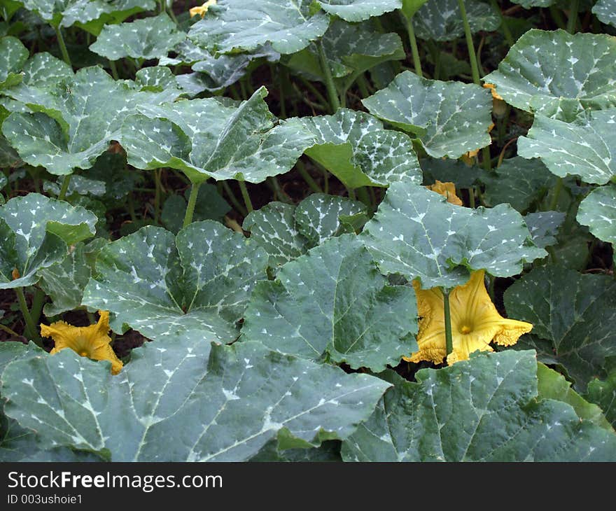 Gourd Plant