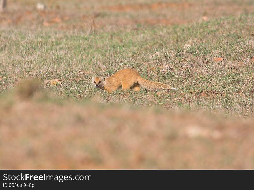 Rare glimpse of the Yellowtail Mongoose on the African plains. Rare glimpse of the Yellowtail Mongoose on the African plains