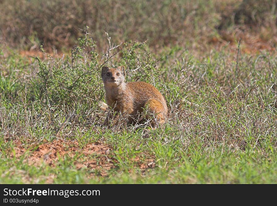 Rare glimpse of an YellowTail Mongoose