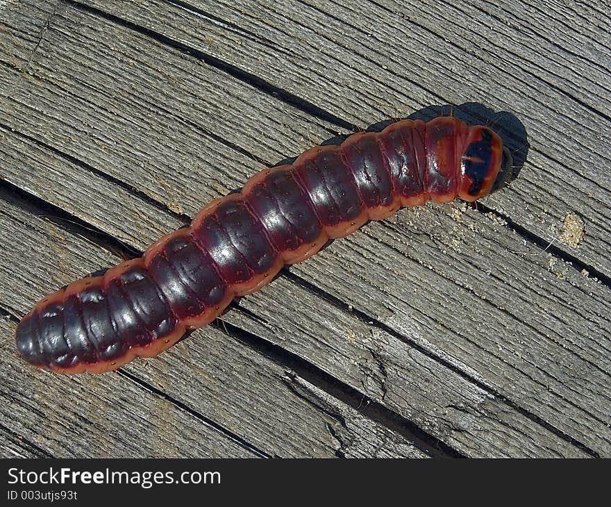 Caterpillar Of Butterfly Cossus Cossus.