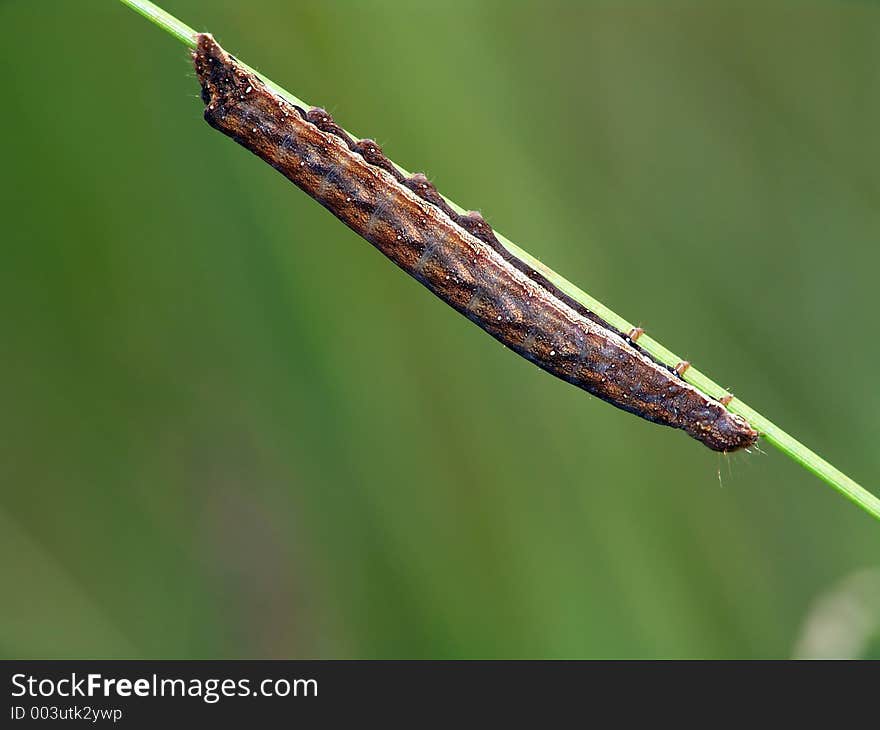 Caterpillar of the butterfly.