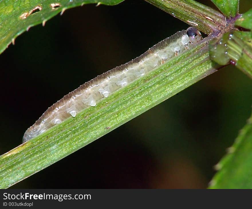 Larvae an insect from group Hymenoptera, suborder Symphyta on a nettle. The photo is made in Moscow areas (Russia). Original date/time: 2004:08:22 19:24:00. Larvae an insect from group Hymenoptera, suborder Symphyta on a nettle. The photo is made in Moscow areas (Russia). Original date/time: 2004:08:22 19:24:00.