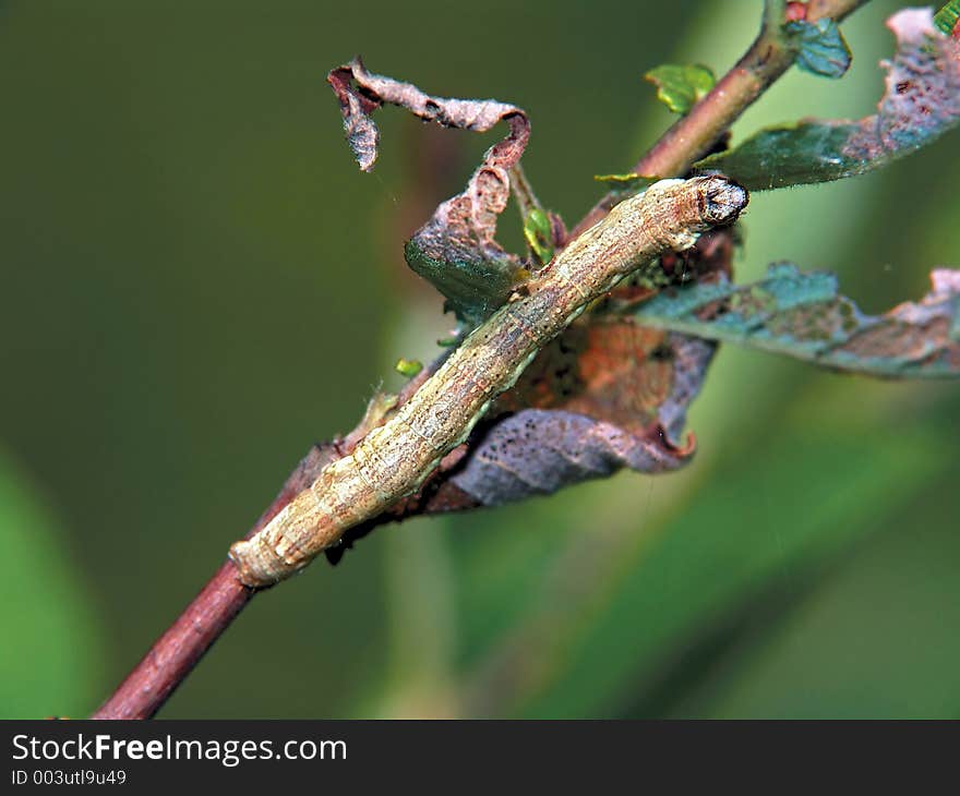 A caterpillar of the butterfly of family Noctidae, a sort it is not established. Length of a body about 30 mm. The photo is made in Moscow areas (Russia). Original date/time: 2005:07:14 10:31:19. A caterpillar of the butterfly of family Noctidae, a sort it is not established. Length of a body about 30 mm. The photo is made in Moscow areas (Russia). Original date/time: 2005:07:14 10:31:19.