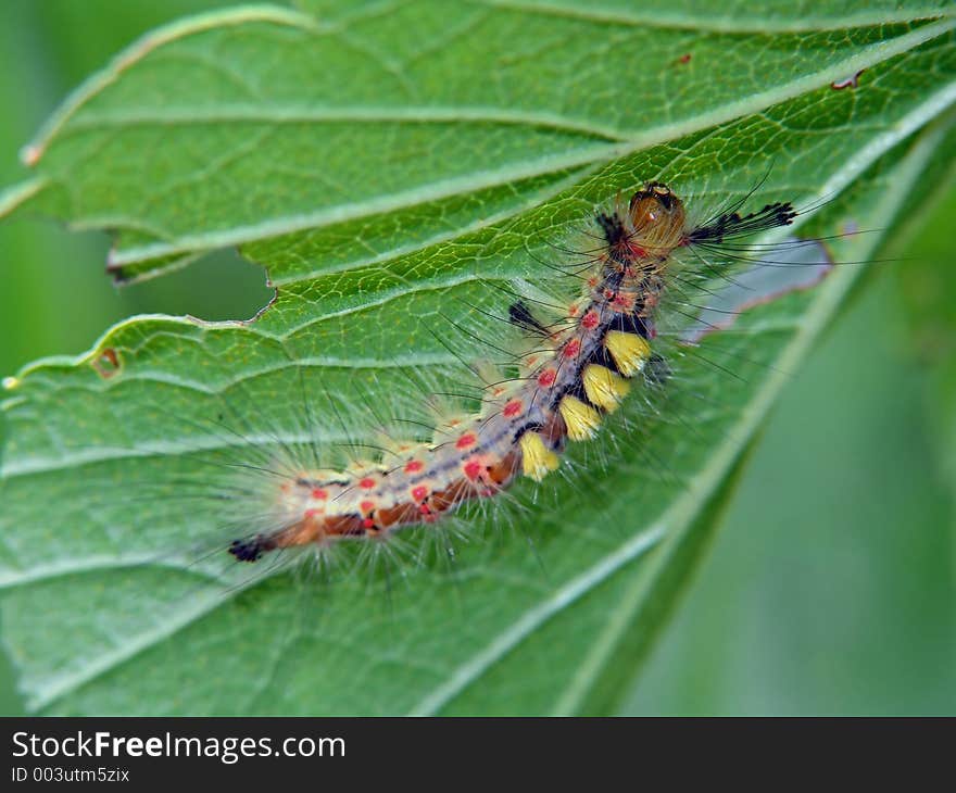 Caterpillar of butterfly Orgyia antiqua.