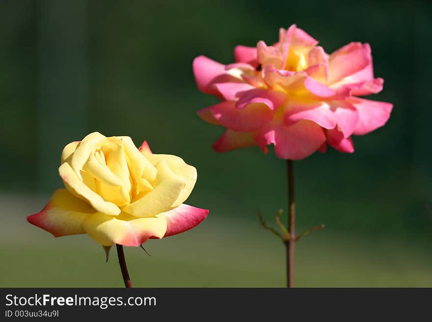 Yellow and pink peony roses