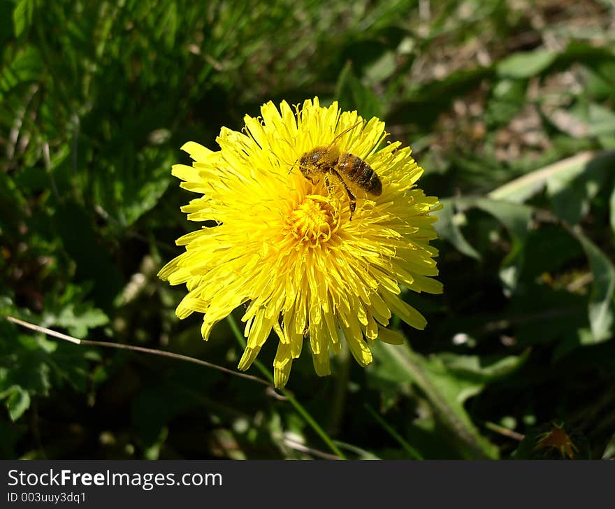 Dandelion