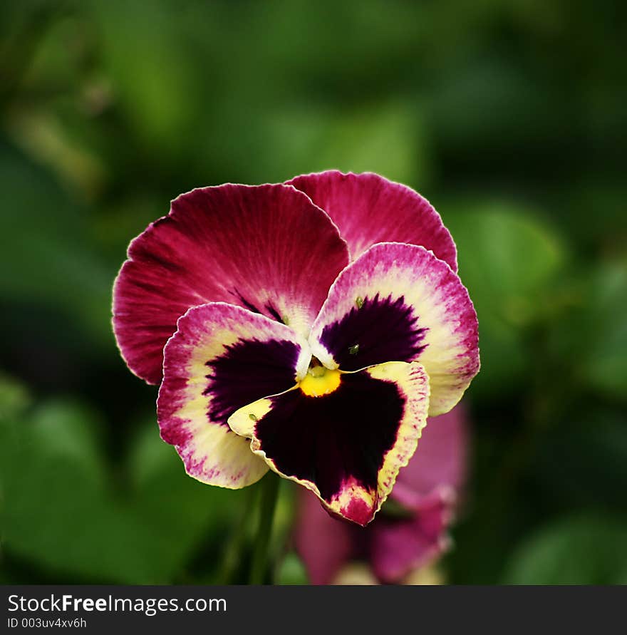 Orchid with Aphids