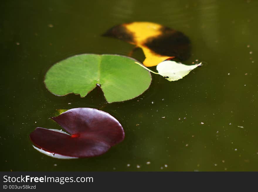 Lily, pads, pond, water, leaves, three, red, yellow, green, surface. Lily, pads, pond, water, leaves, three, red, yellow, green, surface