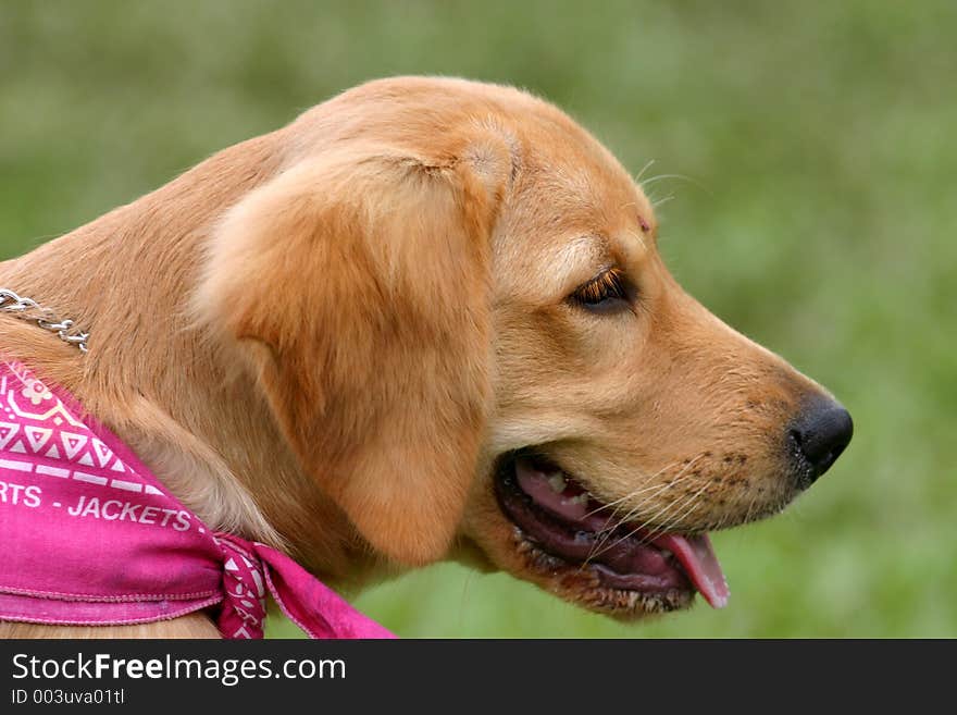 Golden Retriever puppy with pink scarf