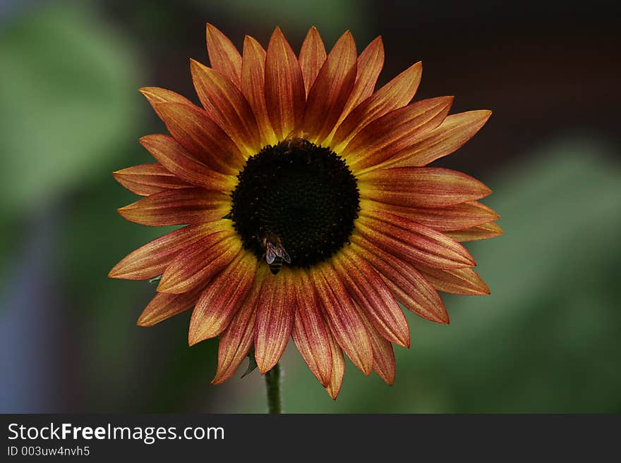 Sunflower and Two Bees