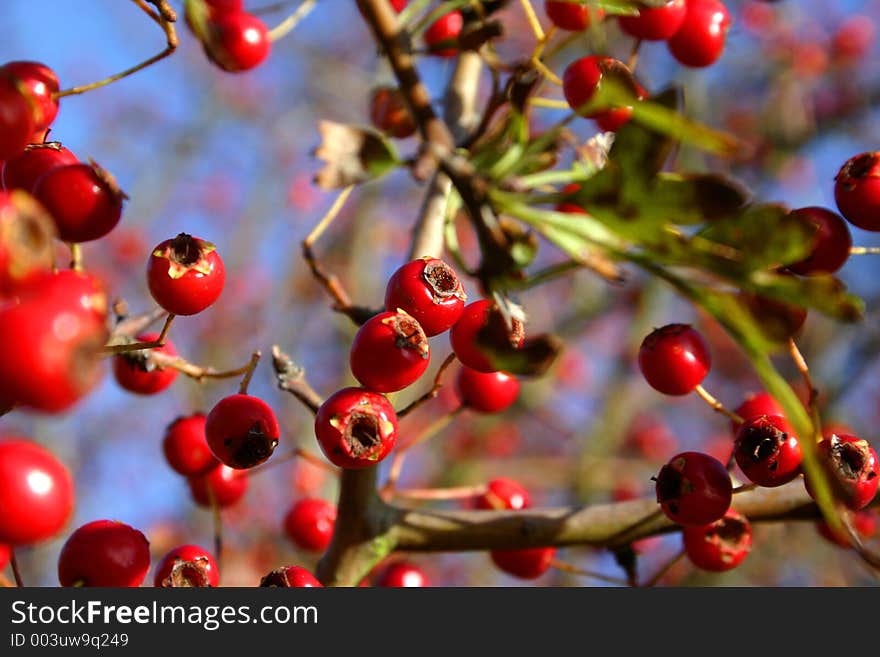 Red berries