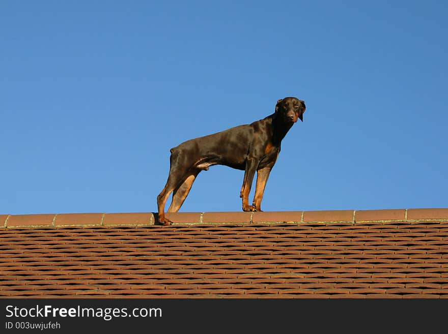 Doberman Pinscher dog on a tiled roof. Doberman Pinscher dog on a tiled roof