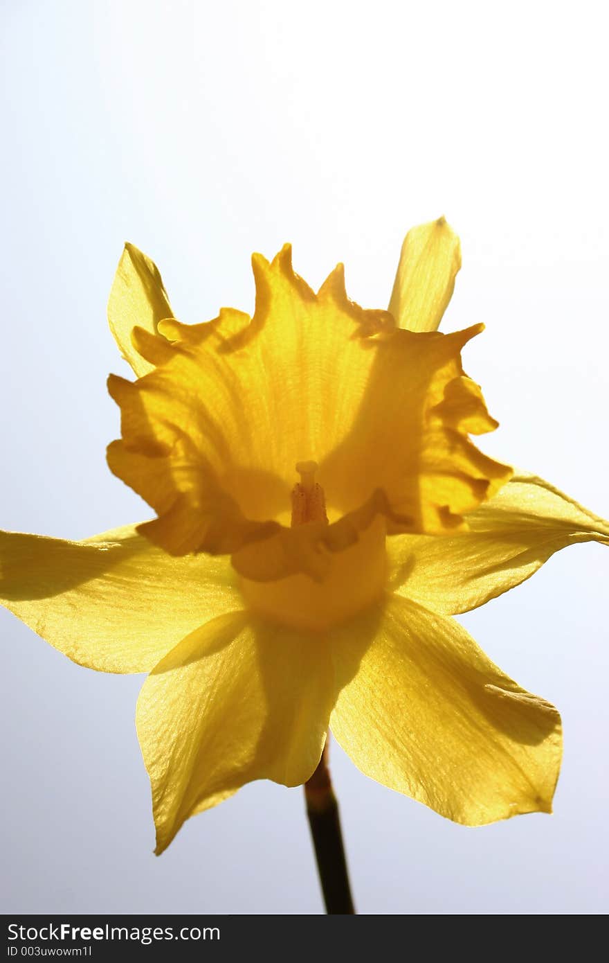 Yellow daffodil with sunlight shining through its petals