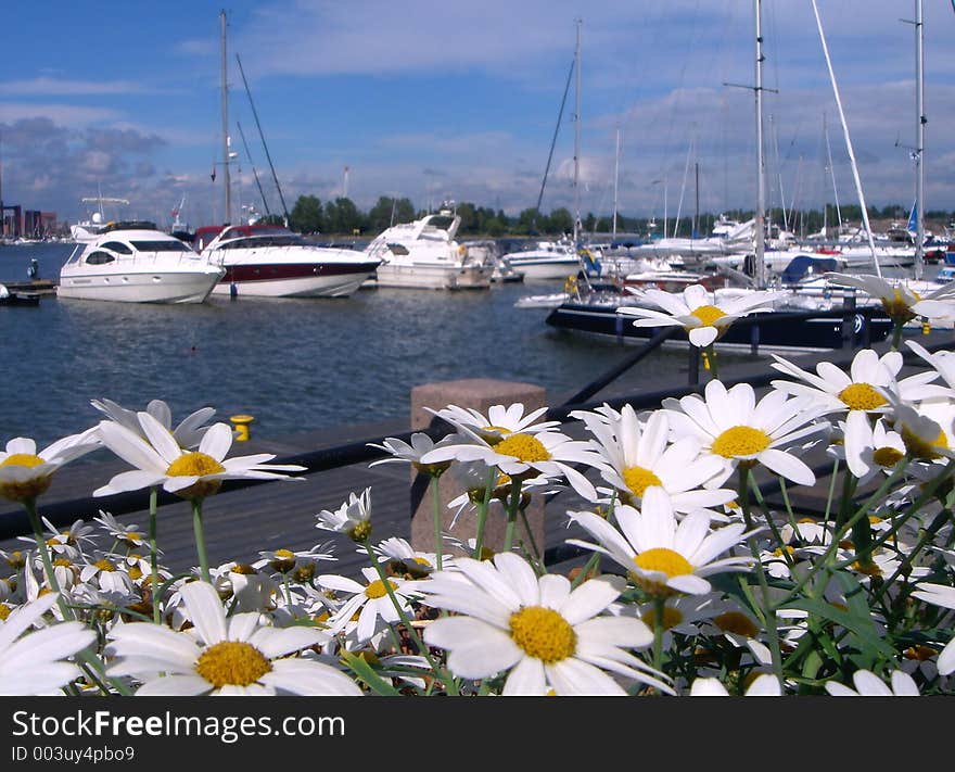 Chamomiles on a background of yachts