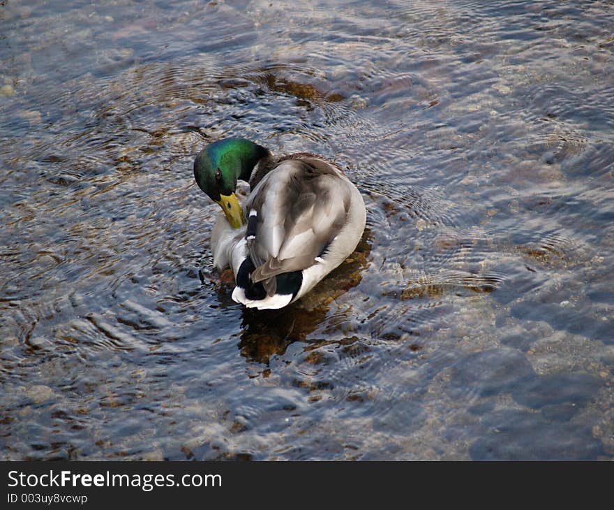 Duck Swimming at Baden-Baden