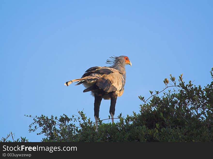 Secretary bird on its nest, ready to setle in for the night. Secretary bird on its nest, ready to setle in for the night