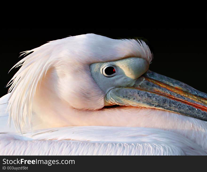 White pelican's head in the evening sunlight, black background