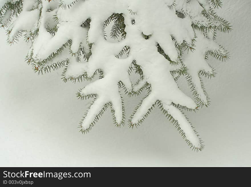 Snow On Spruce