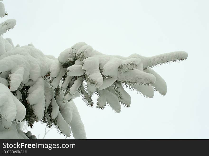 Snowy spruce finger