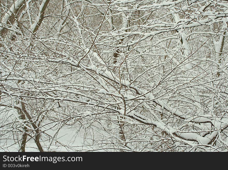 Snow-covered branches