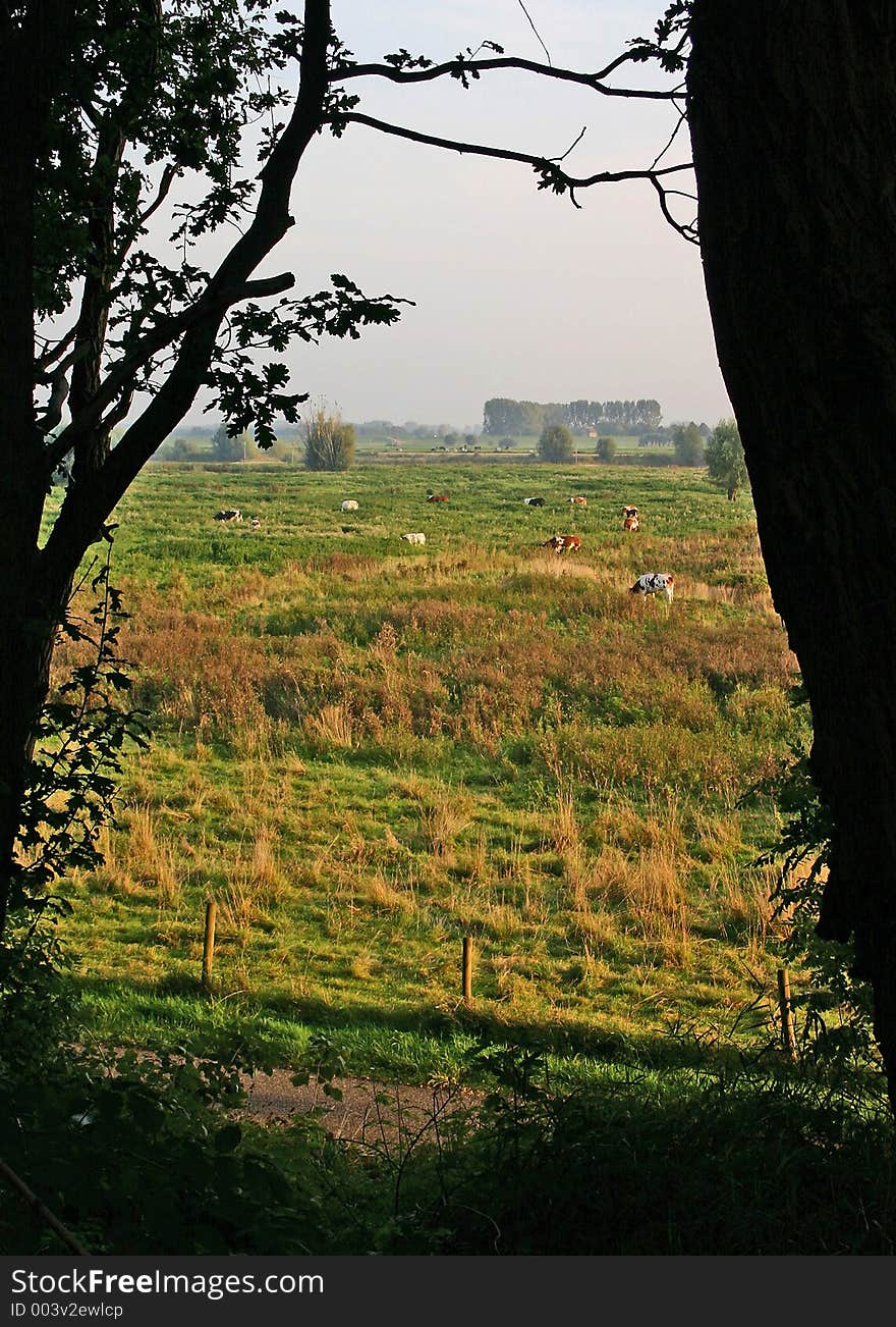 Sunny pasture with cattle framed by silhouette of trees