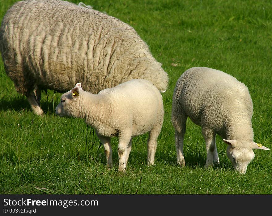 Two small sheep and mother grazing in a lush green grass. Two small sheep and mother grazing in a lush green grass