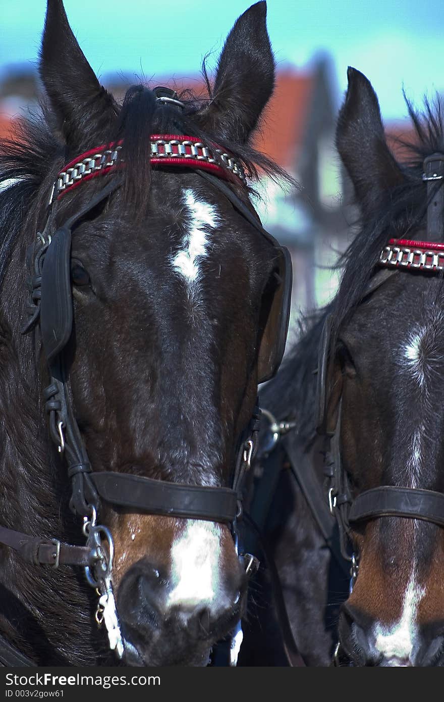 Close-up of harnessed horses. Close-up of harnessed horses